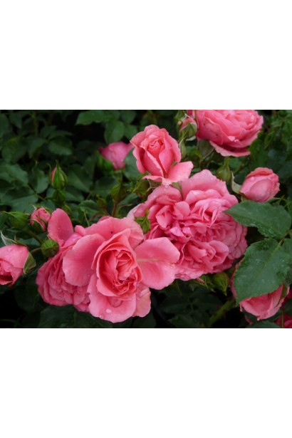 Роза Розариум Ютерсен – куст с обильным цветением.